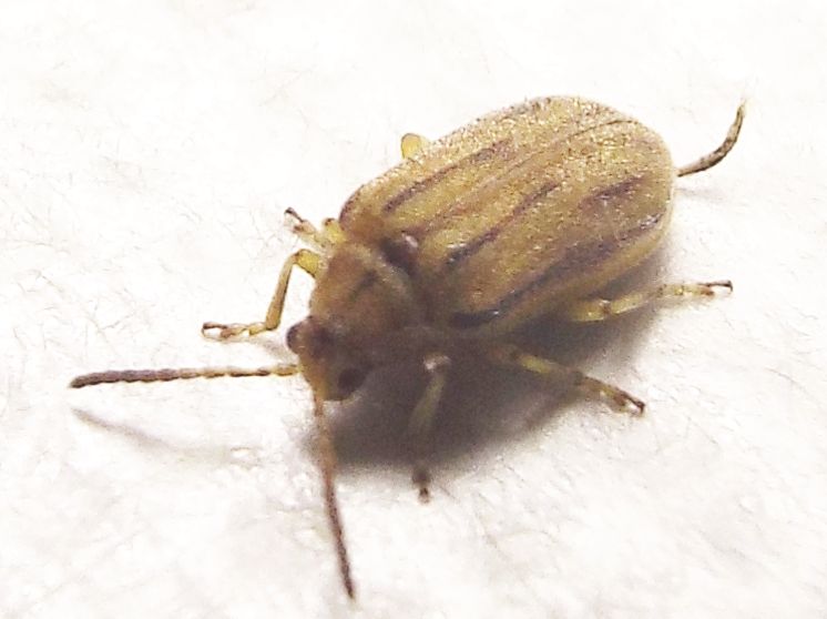 Chrysomelidae: Ophraella communa