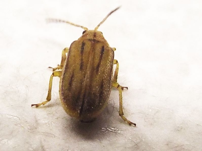 Chrysomelidae: Ophraella communa