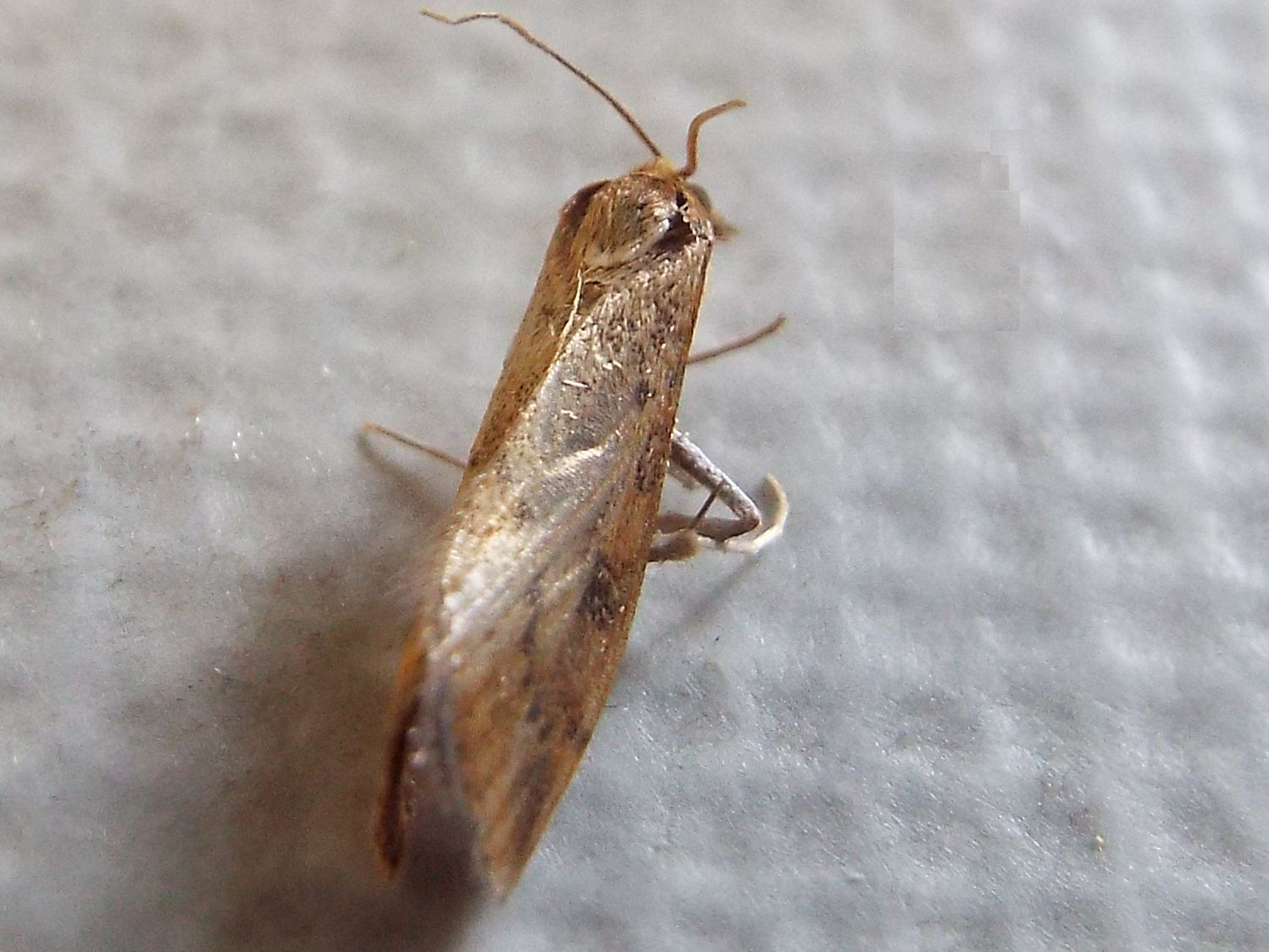 Udea ferrugalis (Crambidae)