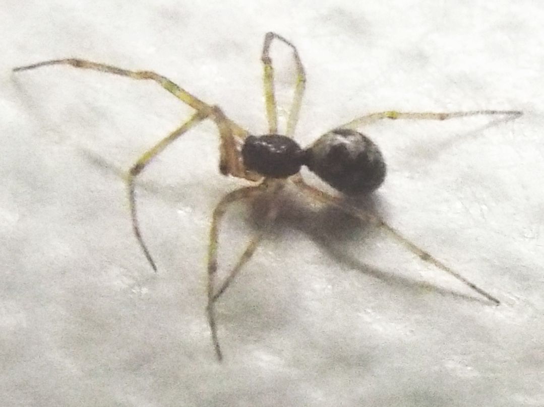Steatoda triangulosa, maschio -  Milano