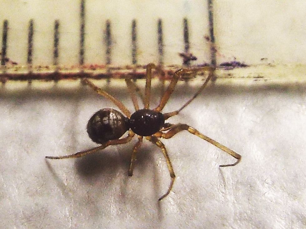 Steatoda triangulosa, maschio -  Milano