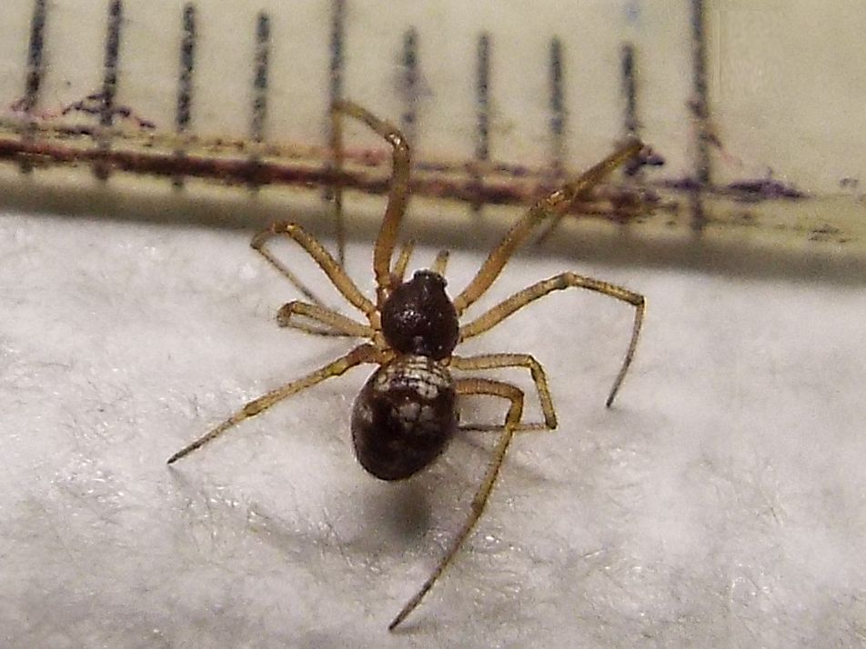 Steatoda triangulosa, maschio -  Milano