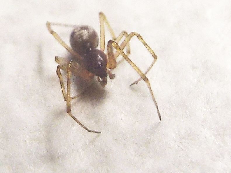 Steatoda triangulosa, maschio -  Milano