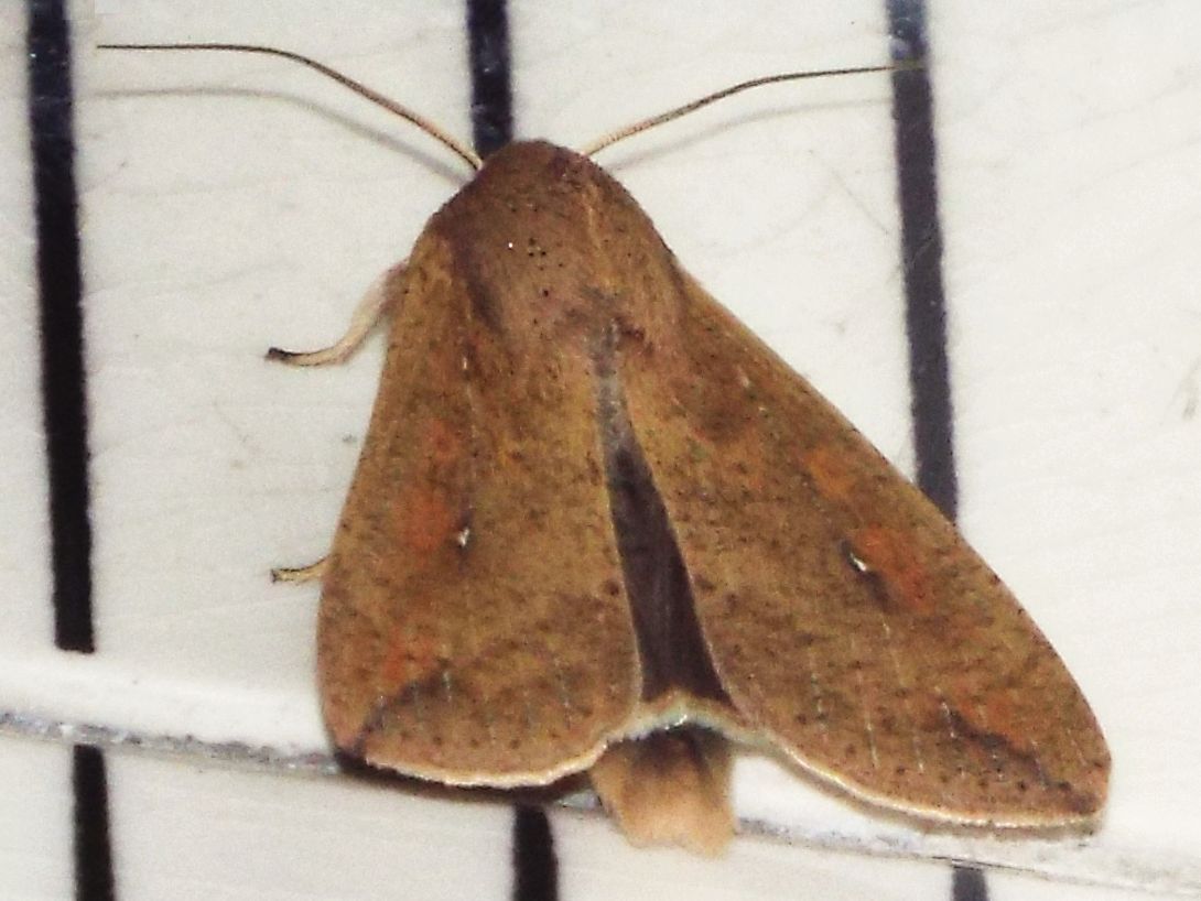 Noctuidae:  Mythimna unipuncta