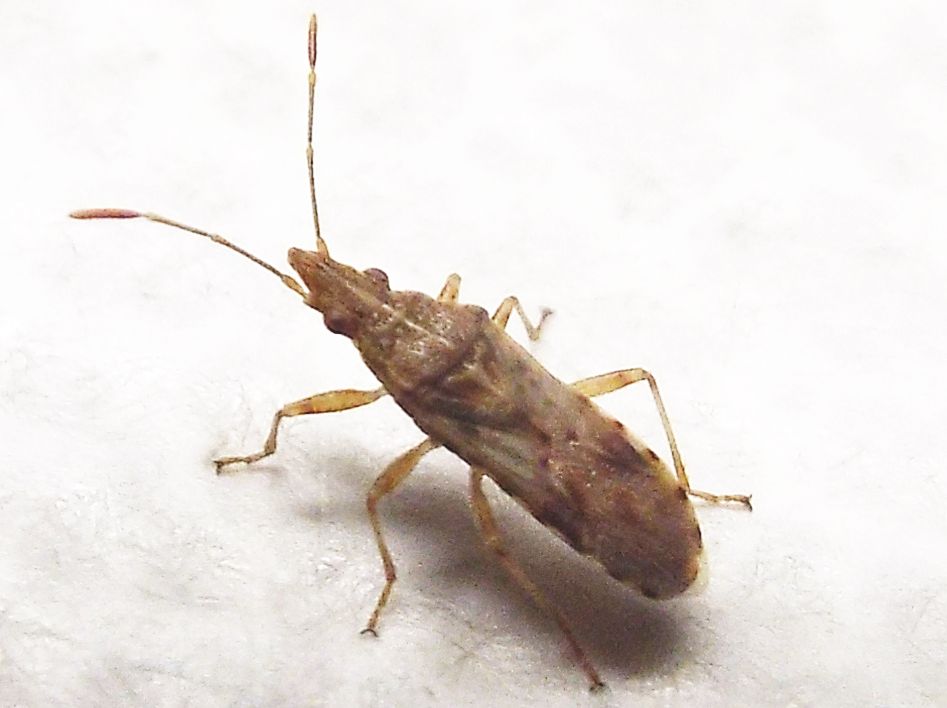Lygaeidae da identificare:  Belonochilus numenius