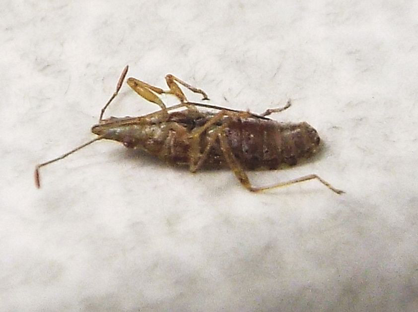 Lygaeidae da identificare:  Belonochilus numenius