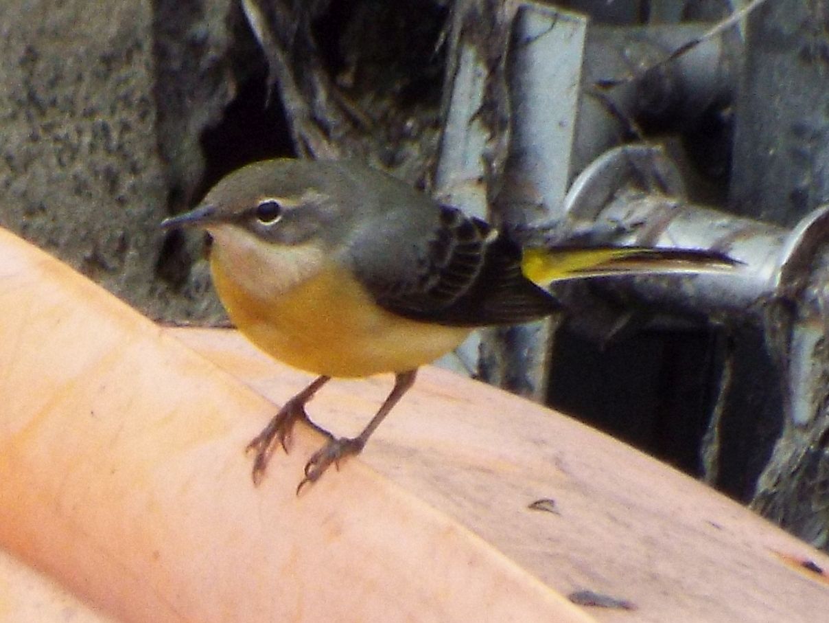 Ballerina gialla (Motacilla cinerea) a Milano