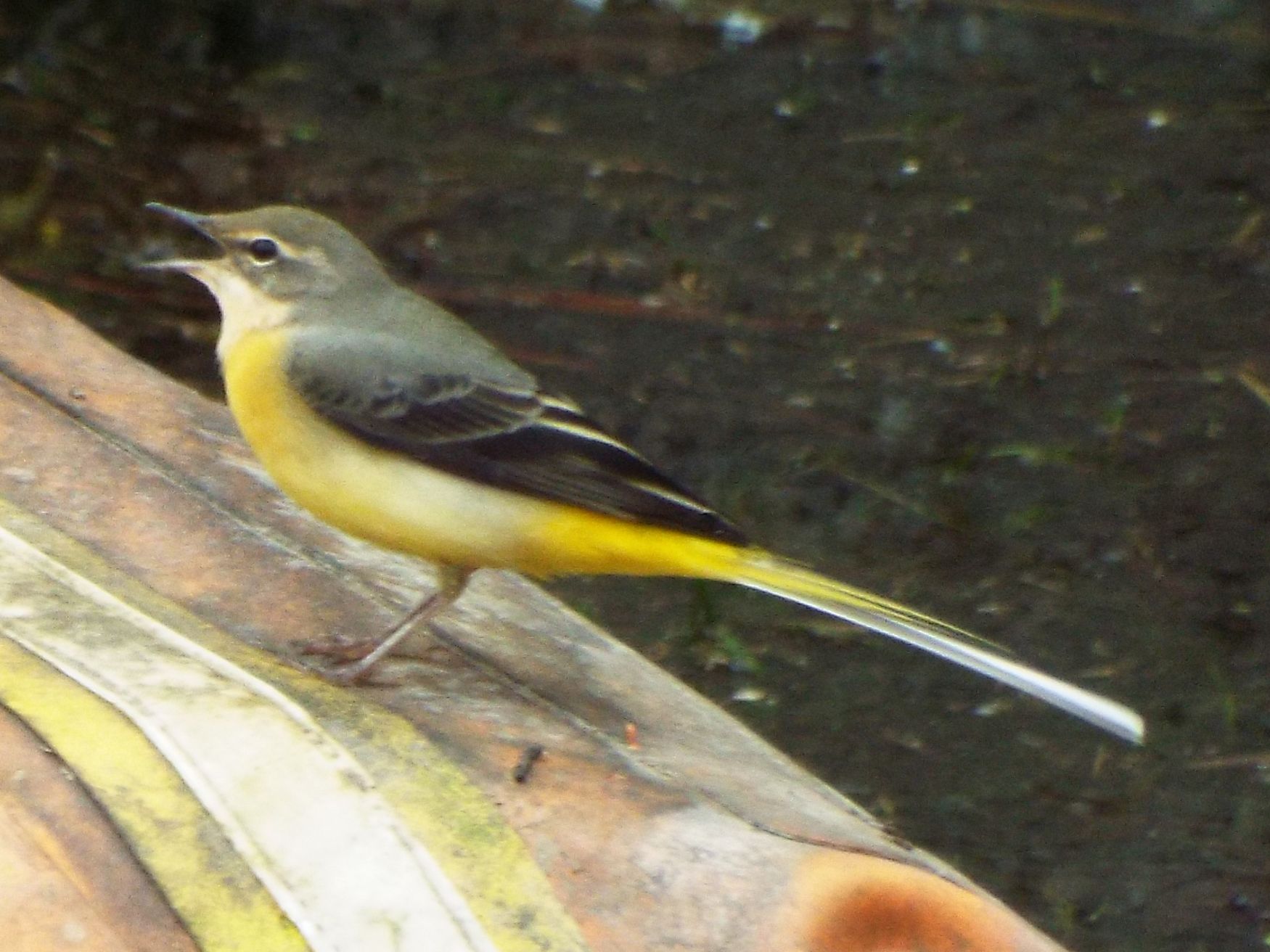 Ballerina gialla (Motacilla cinerea) a Milano