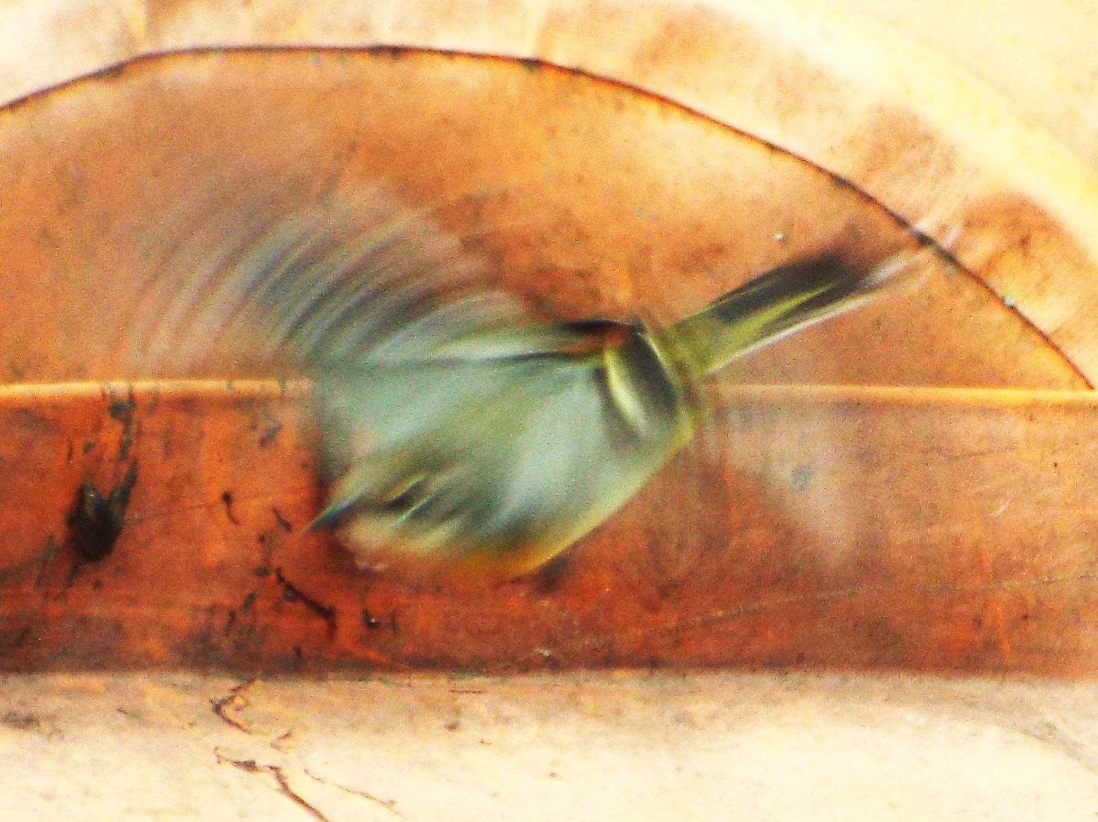 Ballerina gialla (Motacilla cinerea) a Milano