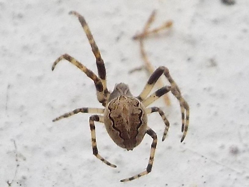 Nuctenea umbratica?  No, Larinioides sp.  - Milano
