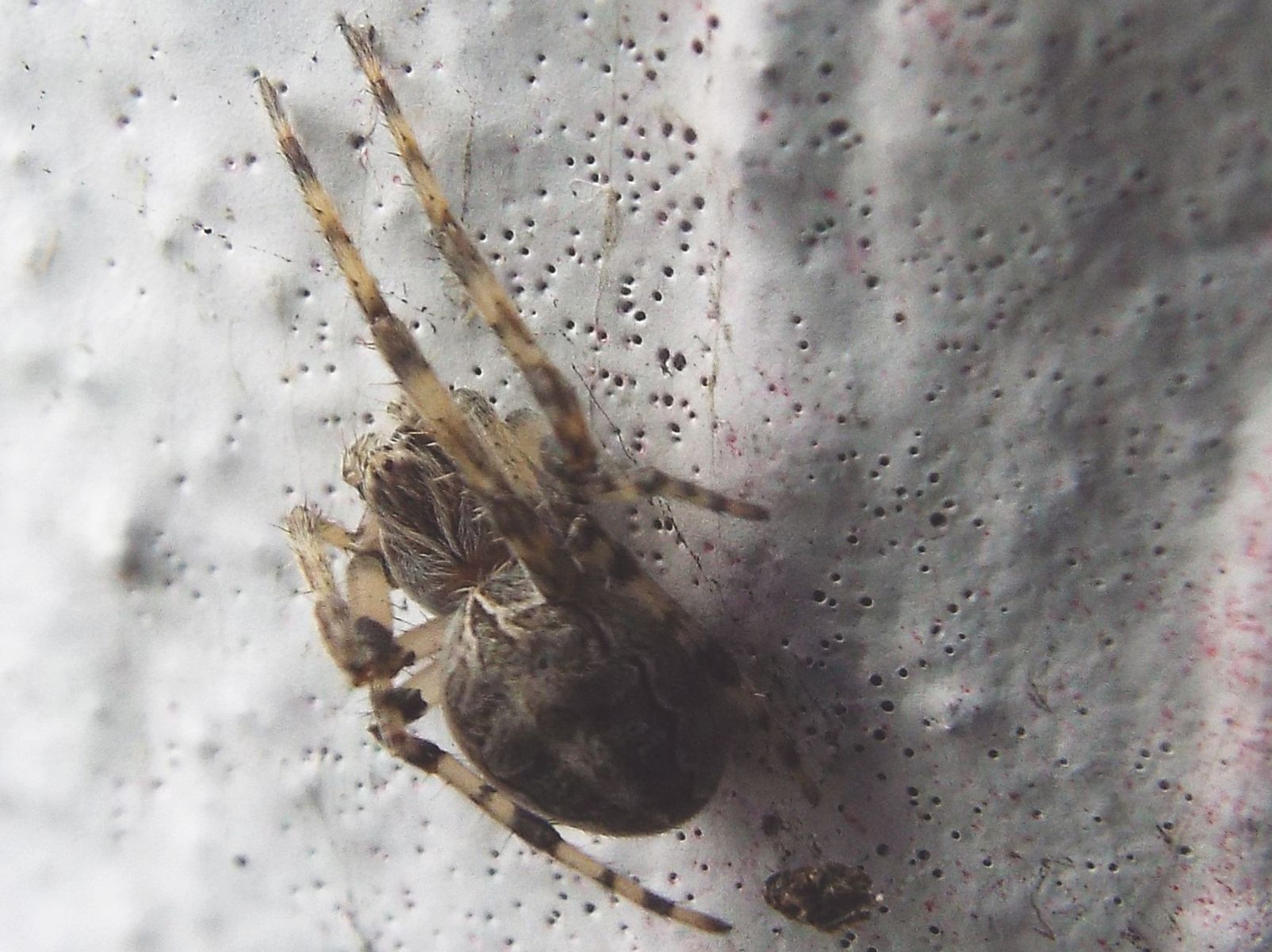 Nuctenea umbratica?  No, Larinioides sp.  - Milano