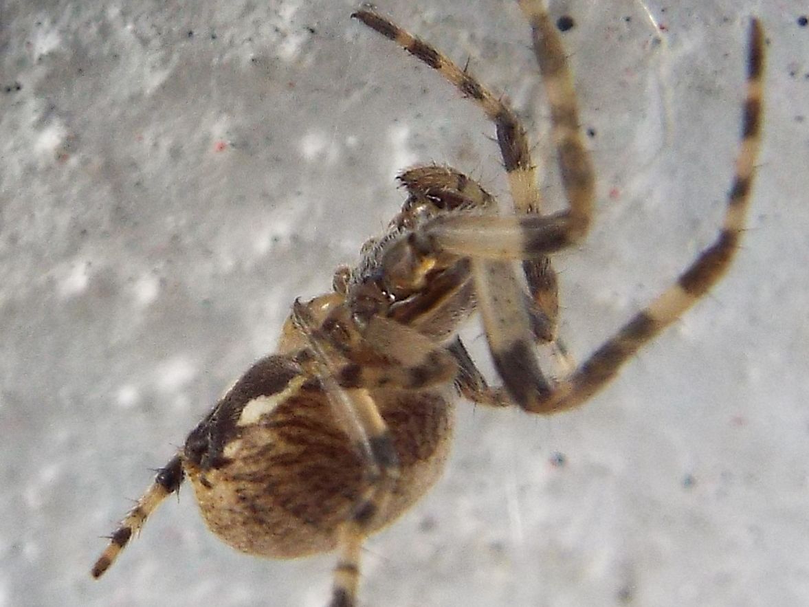 Nuctenea umbratica?  No, Larinioides sp.  - Milano