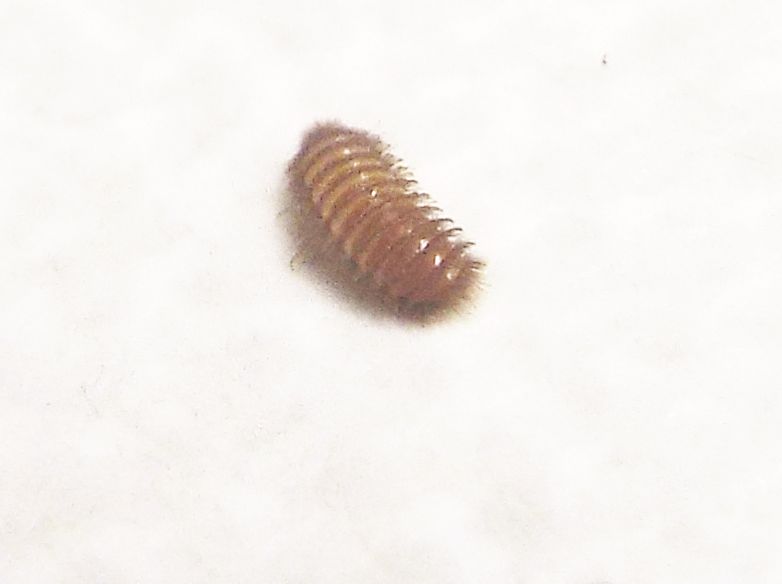 Dermestidae: larva di Thylodrias contractus