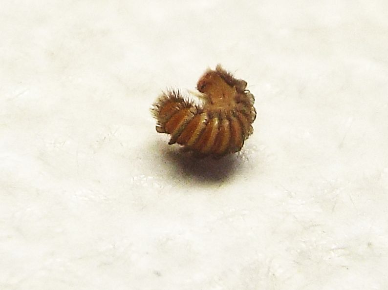 Dermestidae: larva di Thylodrias contractus