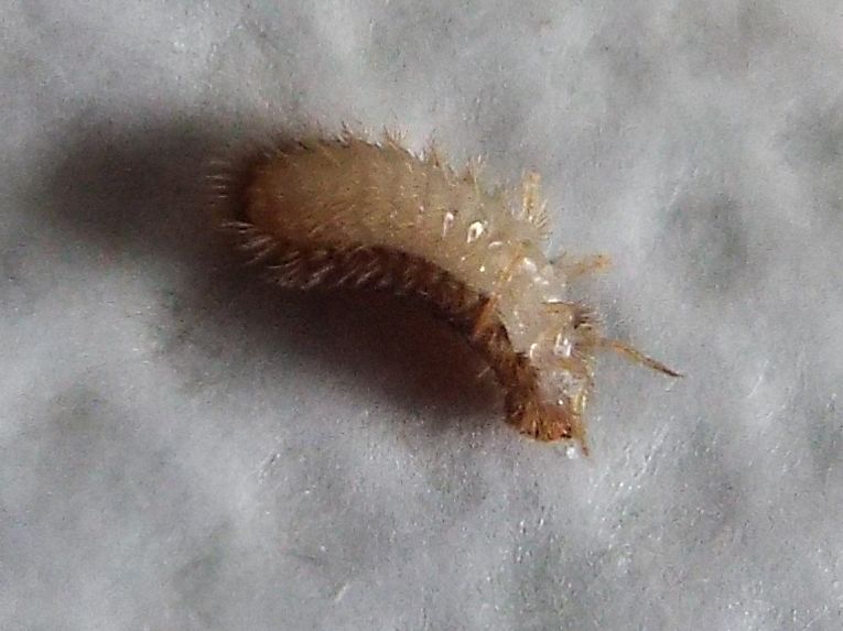 Dermestidae: larva di Thylodrias contractus