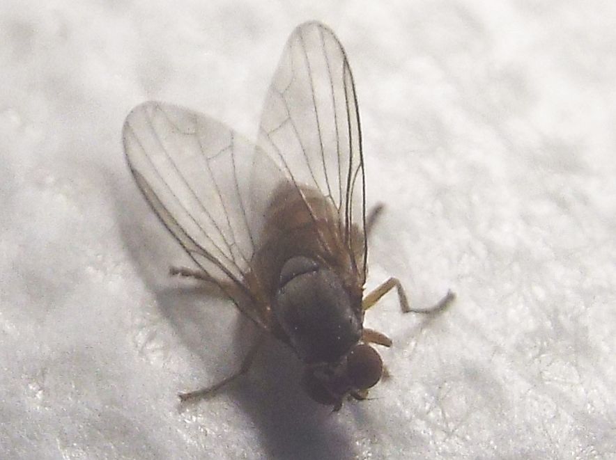 Protoclythia rufa femmina (Platypezidae)