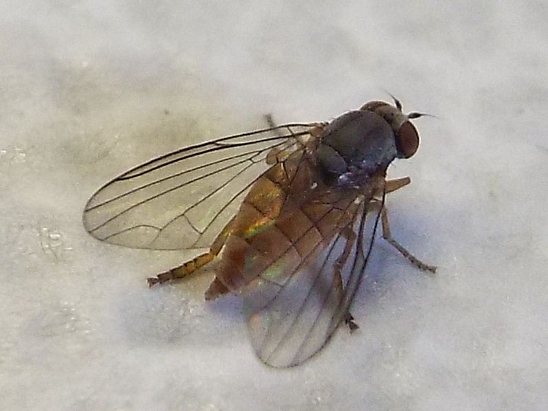 Protoclythia rufa femmina (Platypezidae)