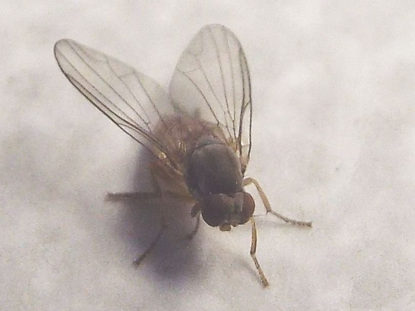 Protoclythia rufa femmina (Platypezidae)