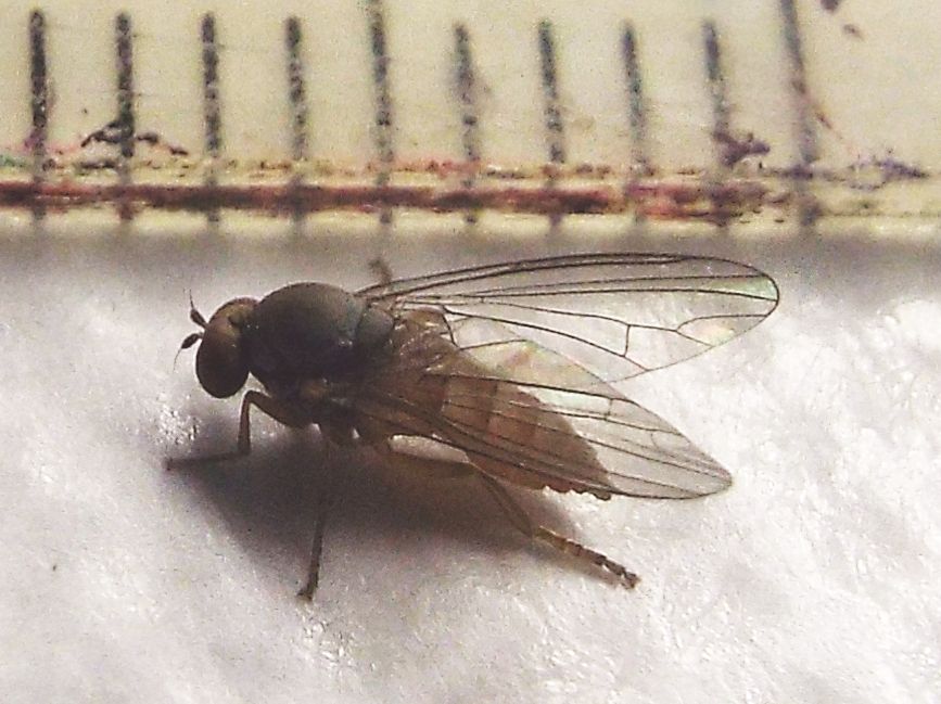 Protoclythia rufa femmina (Platypezidae)