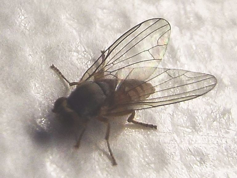 Protoclythia rufa femmina (Platypezidae)