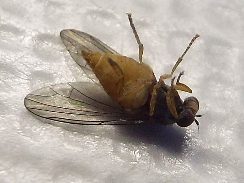 Protoclythia rufa femmina (Platypezidae)
