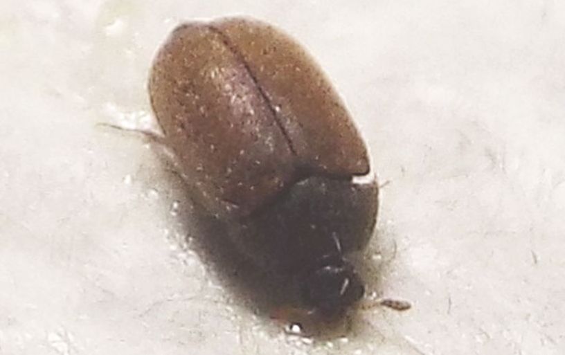 Dermestidae:   Attagenus sp.