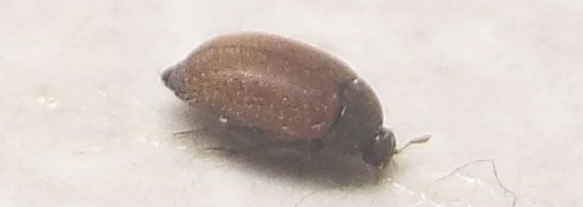 Dermestidae:   Attagenus sp.