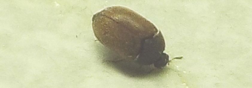 Dermestidae:   Attagenus sp.