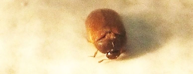 Dermestidae:   Attagenus sp.