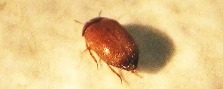 Dermestidae:   Attagenus sp.