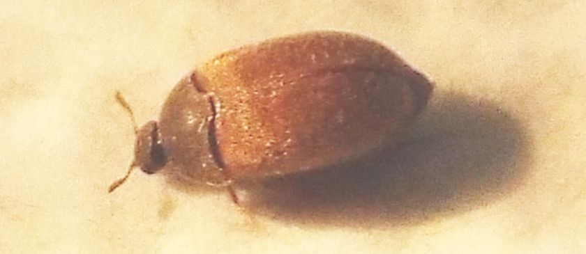 Dermestidae:   Attagenus sp.