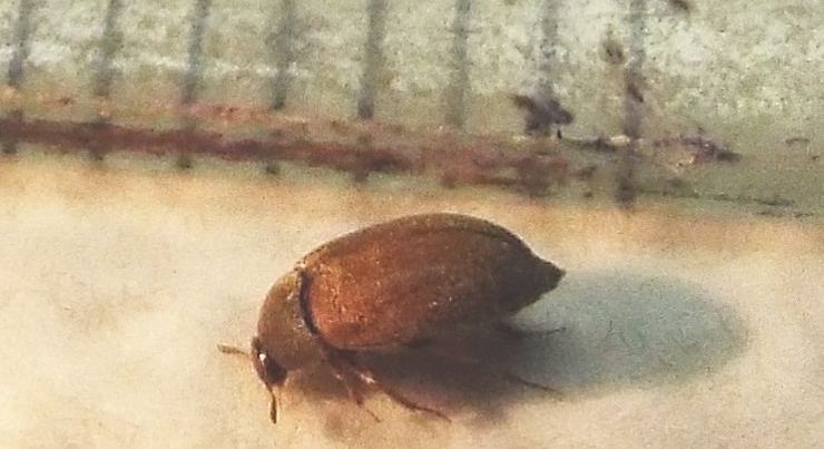 Dermestidae:   Attagenus sp.
