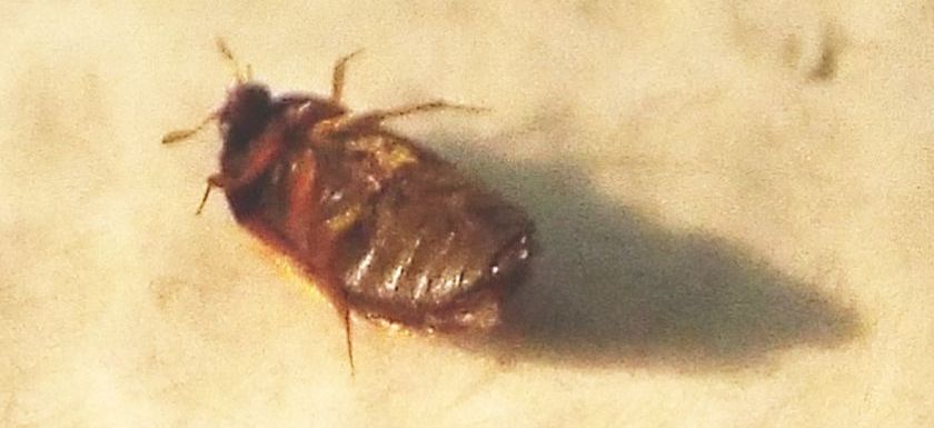 Dermestidae:   Attagenus sp.