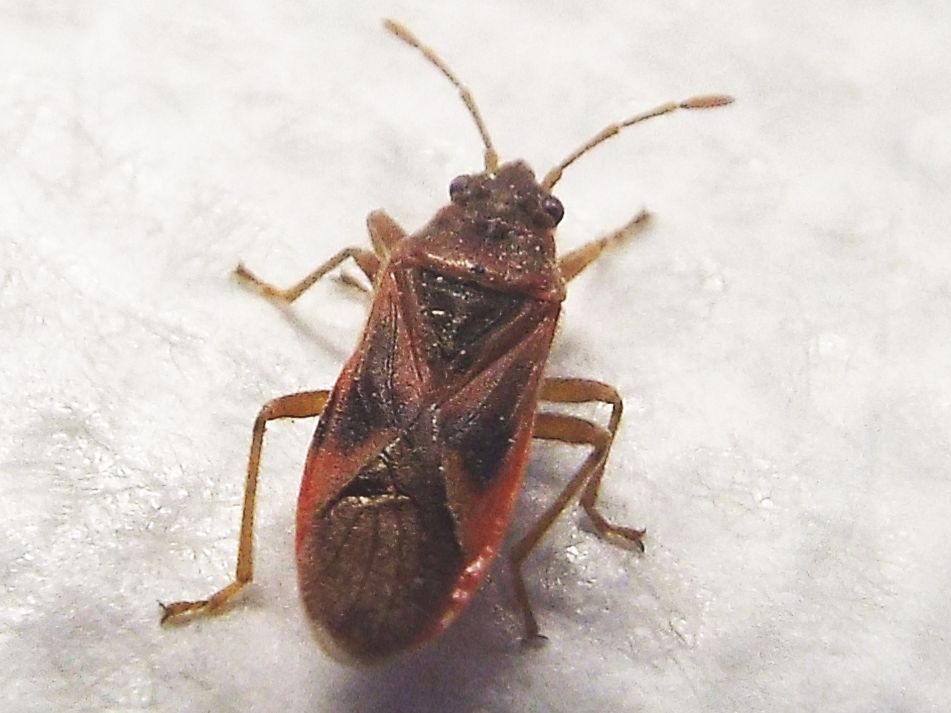 Lygaeidae:  Arocatus roeselii ?  No,  Arocatus longiceps