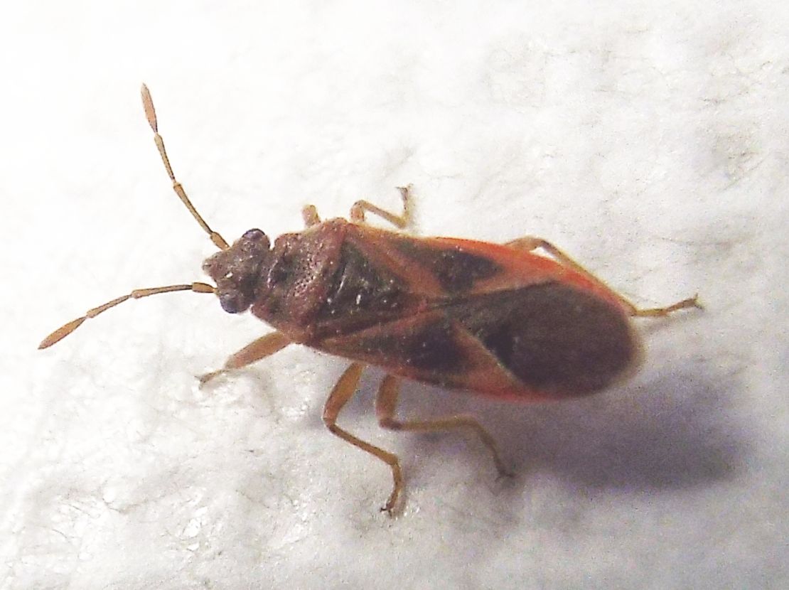 Lygaeidae:  Arocatus roeselii ?  No,  Arocatus longiceps