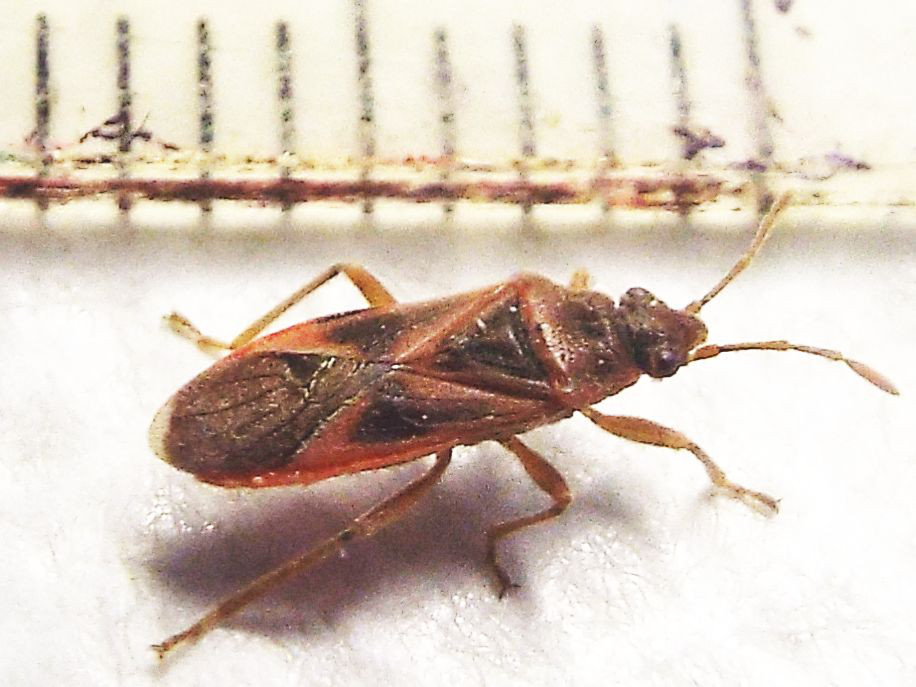 Lygaeidae:  Arocatus roeselii ?  No,  Arocatus longiceps