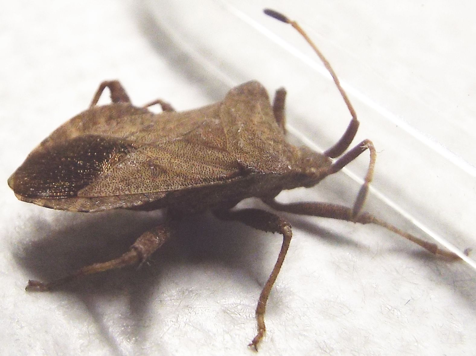 Coreidae:  Coreus marginatus