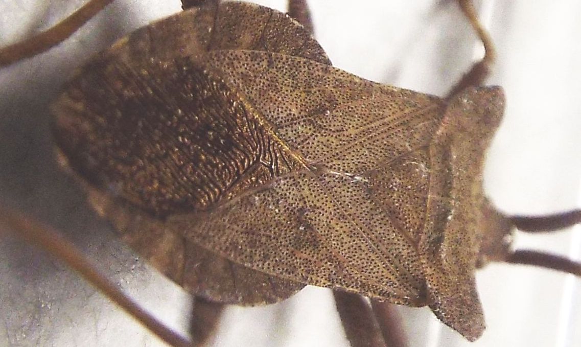 Coreidae:  Coreus marginatus