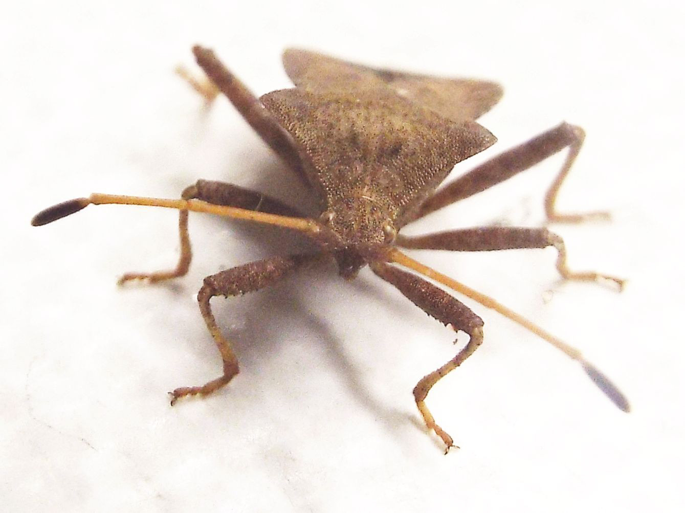 Coreidae:  Coreus marginatus