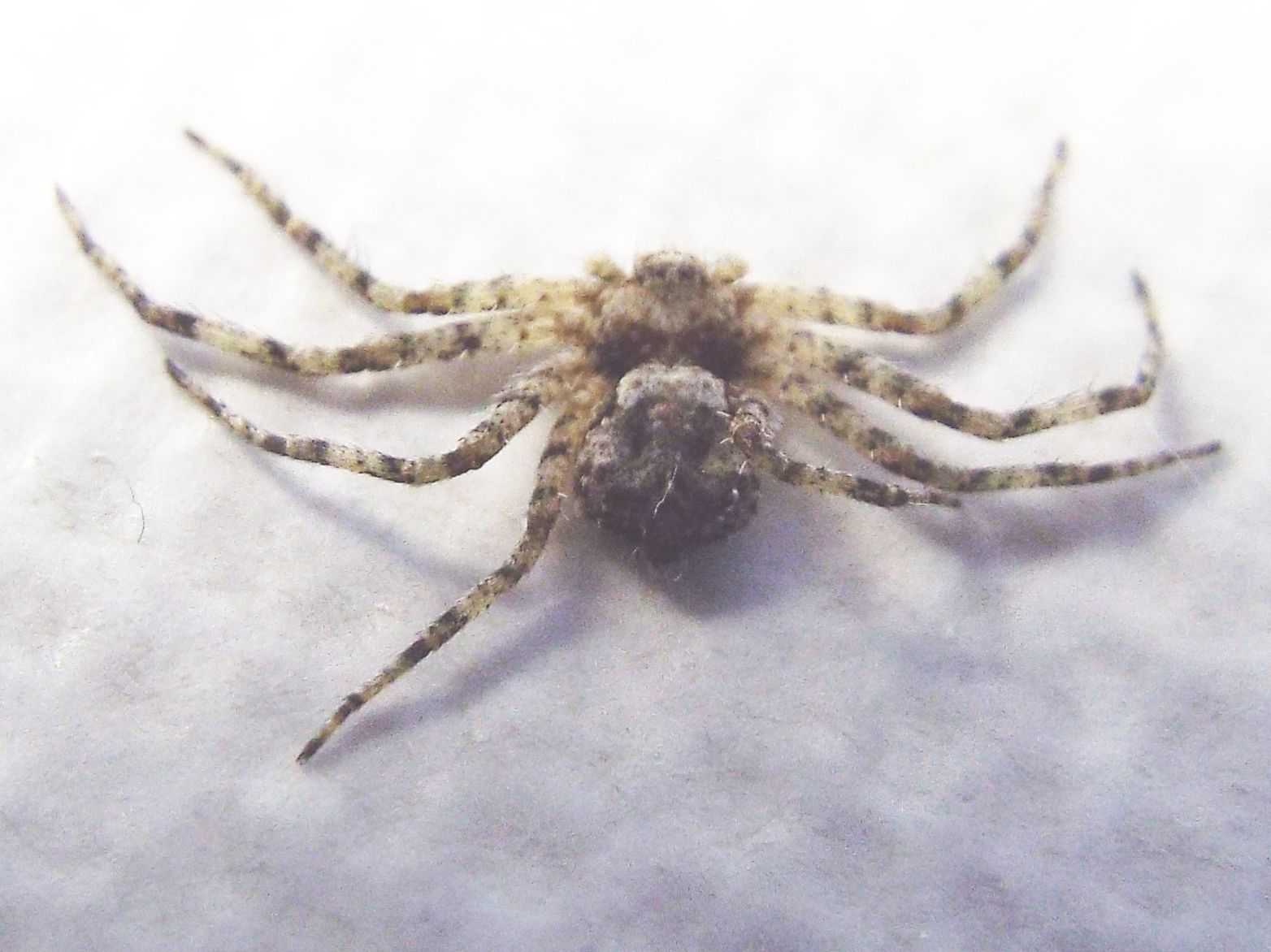 Philodromus margaritatus, giovane   - Milano