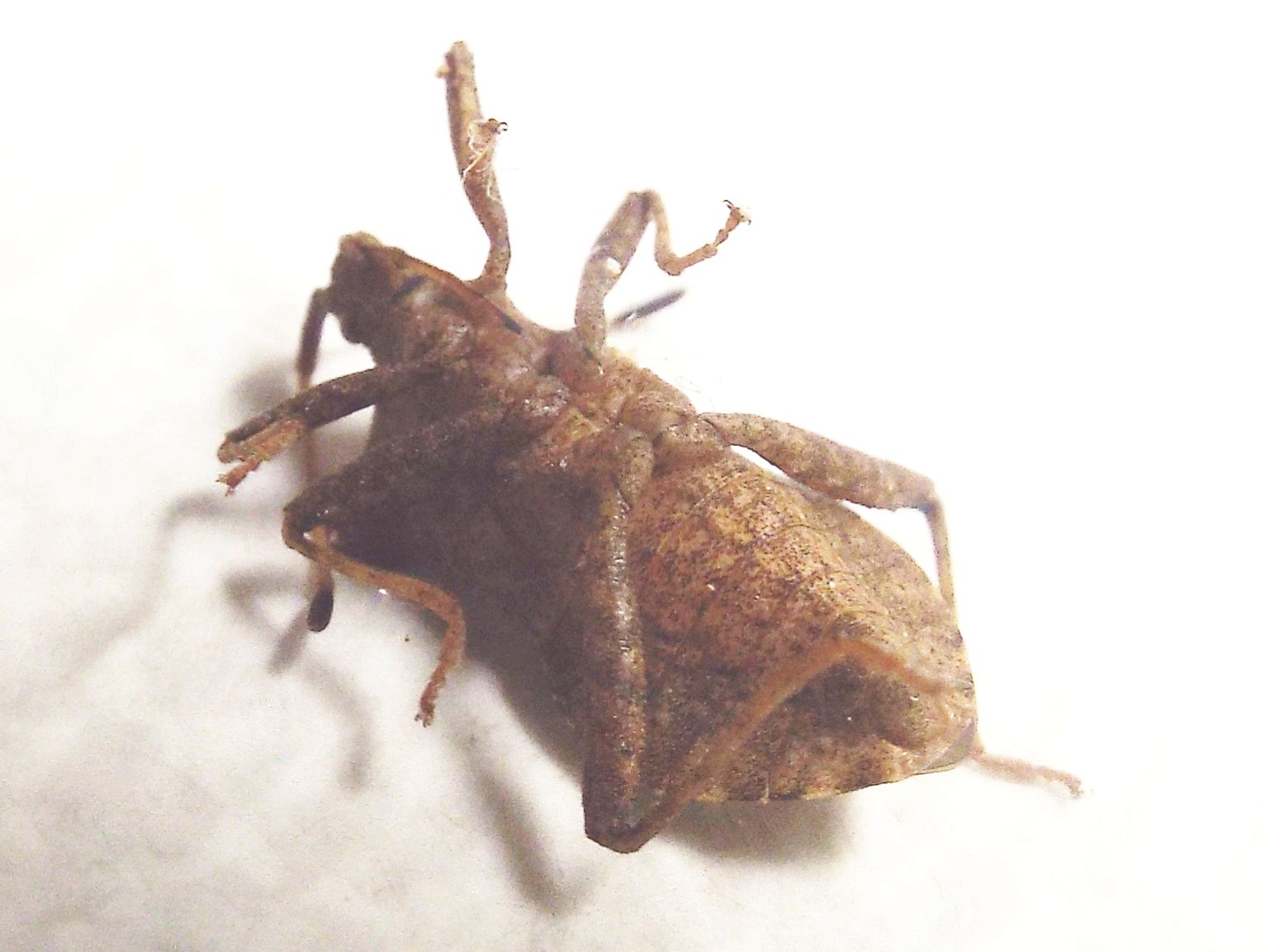 Coreidae:  Coreus marginatus