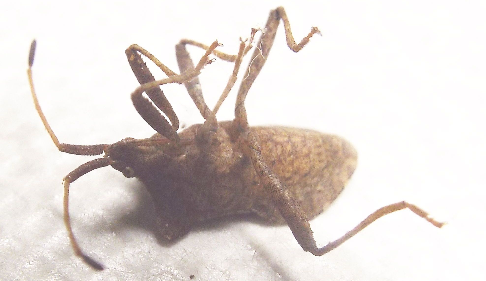 Coreidae:  Coreus marginatus