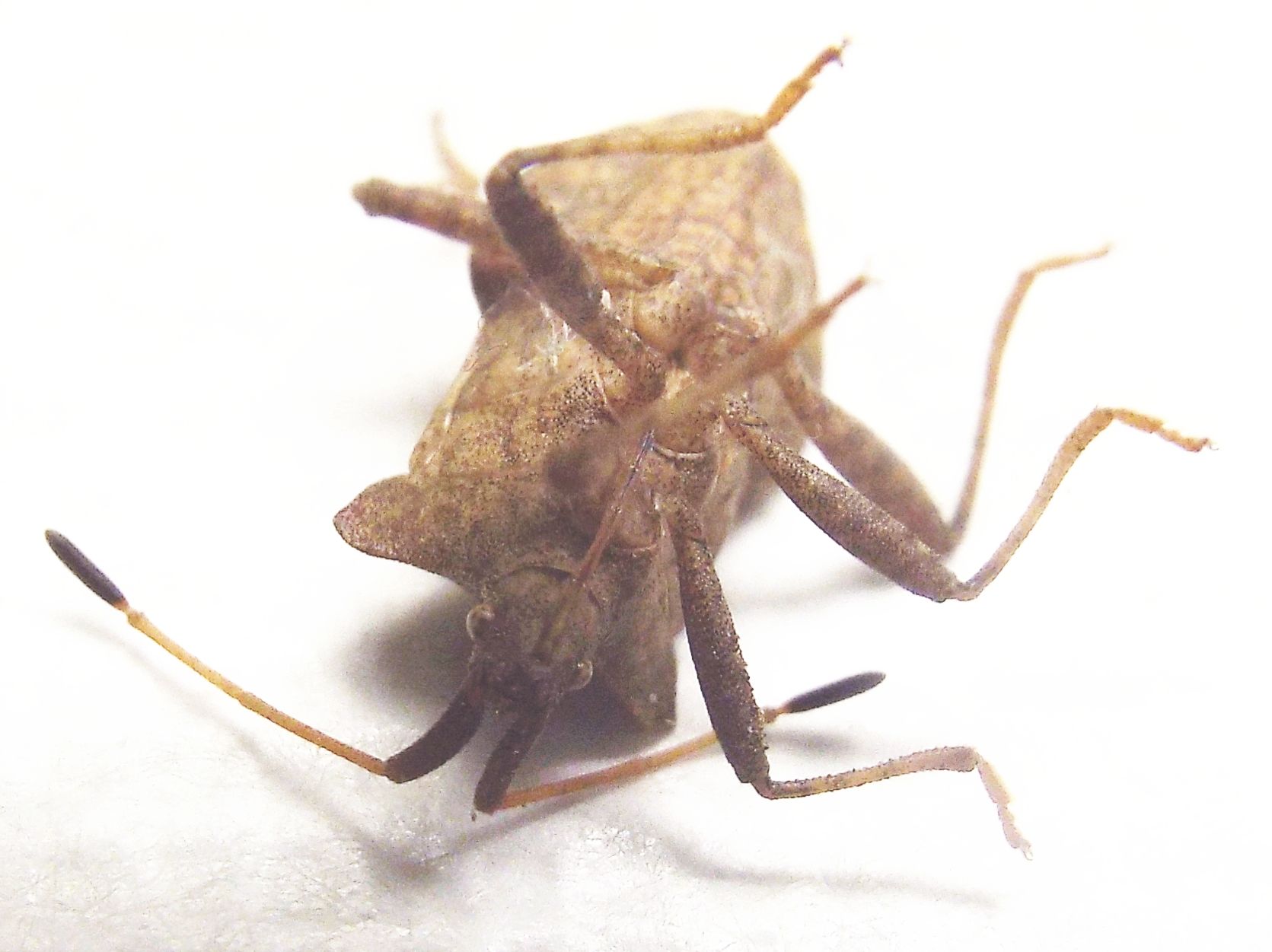 Coreidae:  Coreus marginatus