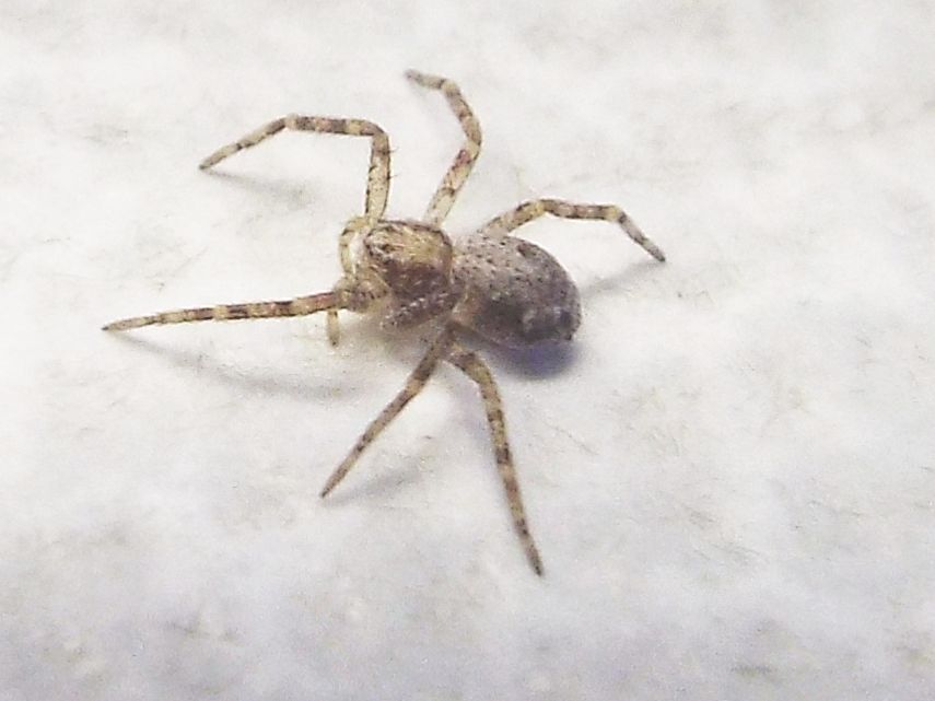 Phylodromus sp.  -  Milano