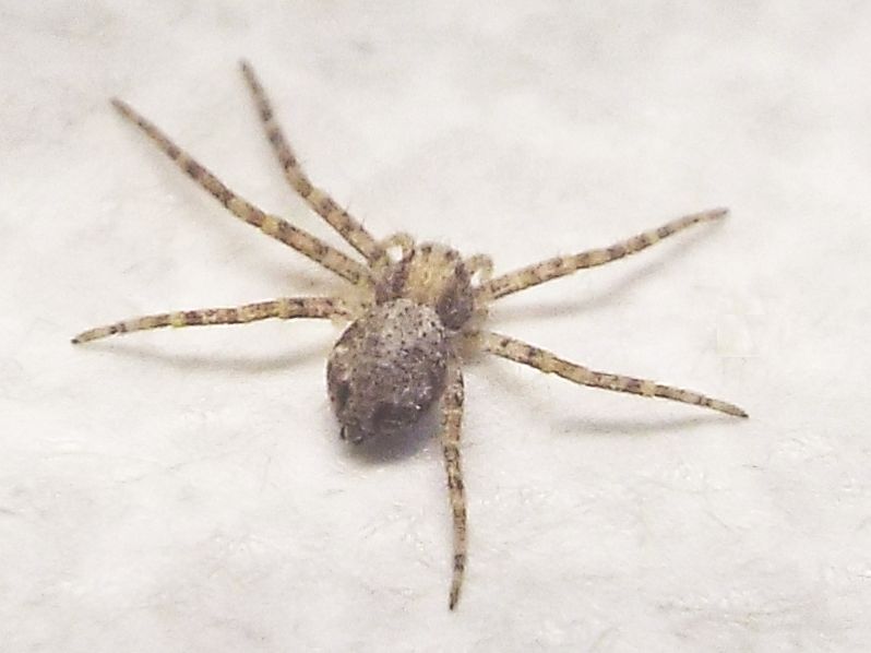 Phylodromus sp.  -  Milano