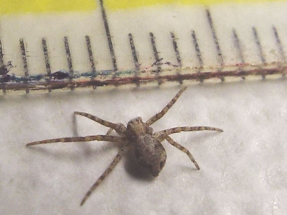 Phylodromus sp.  -  Milano