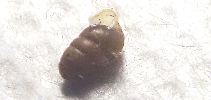 Mini-chiocciola: Lauria cylindracea (Lauriidae)