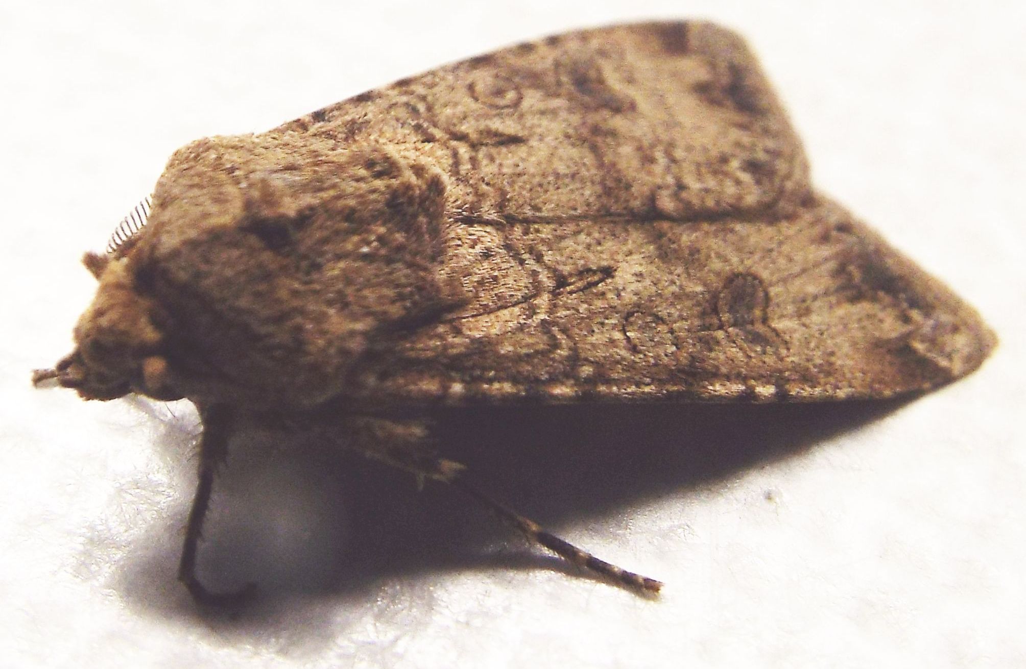 Noctuidae: Helicoverpa armigera?   No!,  Agrotis segetum, maschio