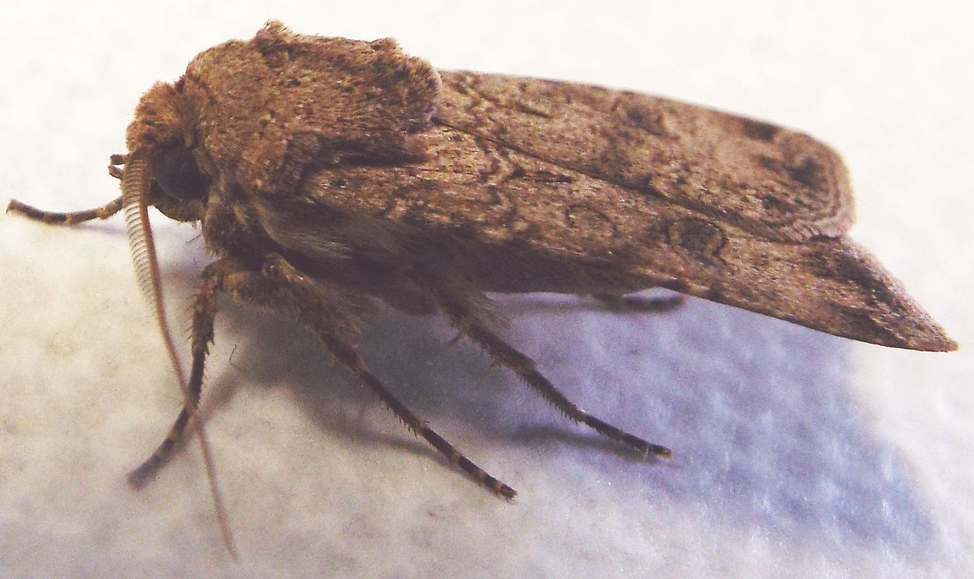 Noctuidae: Helicoverpa armigera?   No!,  Agrotis segetum, maschio