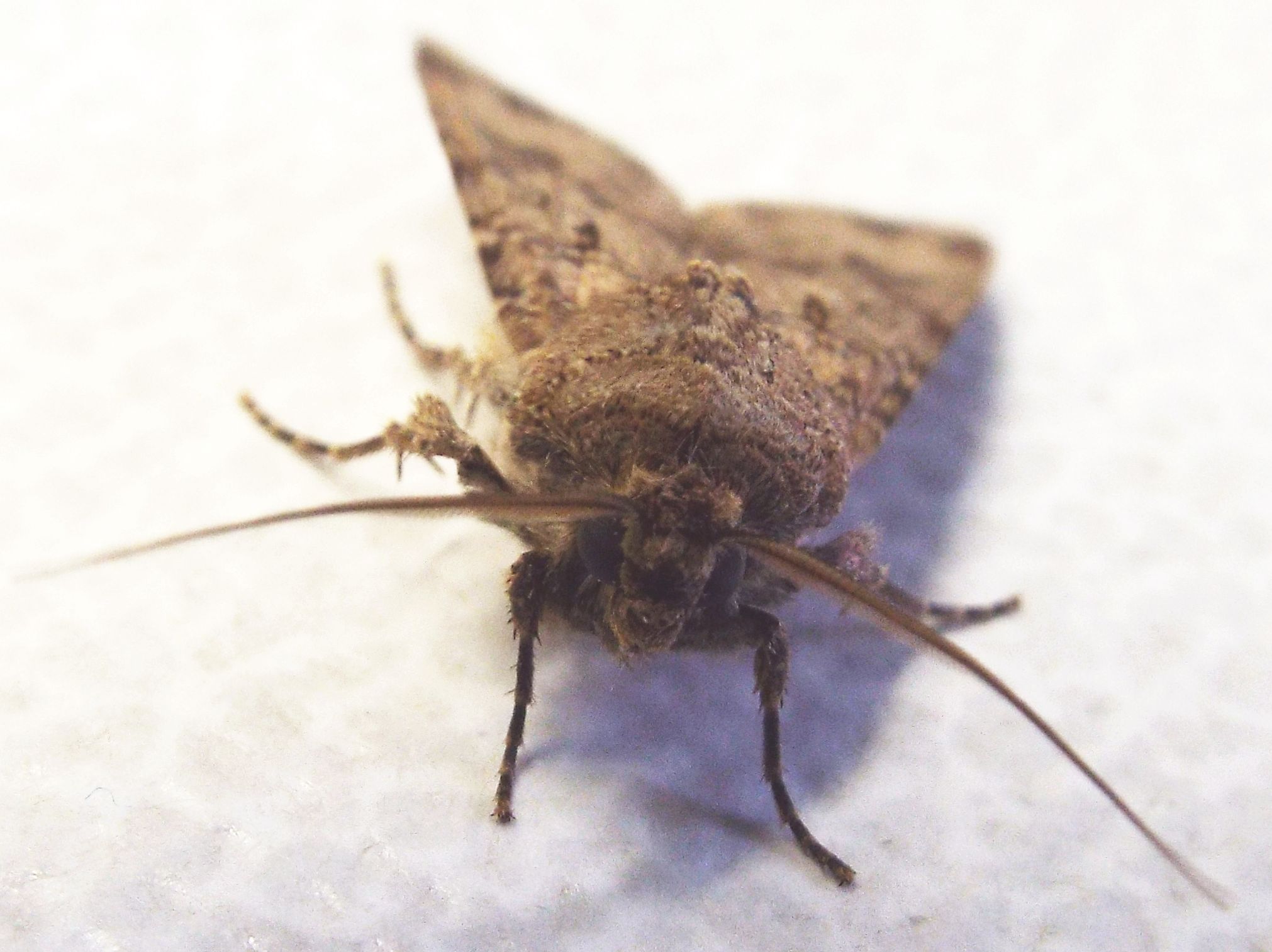 Noctuidae: Helicoverpa armigera?   No!,  Agrotis segetum, maschio